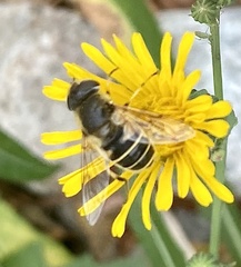 Eristalis hirta
