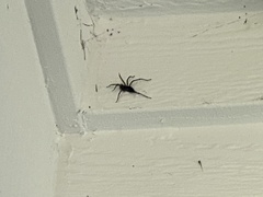 Herpyllus propinquus