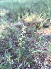 Spiranthes tuberosa