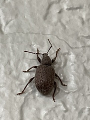 Otiorhynchus rugosostriatus