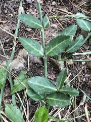 Euonymus fortunei
