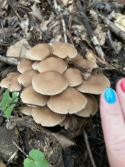 Britzelmayria multipedata