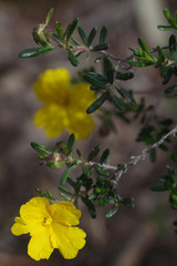 Hibbertia hypericoides hypericoides