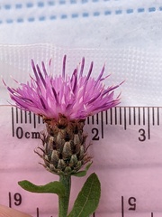 Centaurea debeauxii