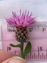 Centaurea debeauxii