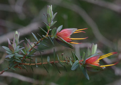 Darwinia citriodora