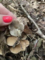 Britzelmayria multipedata