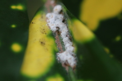 Phenacoccus solenopsis