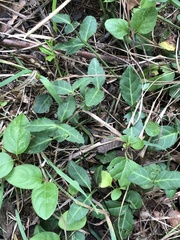 Euonymus fortunei