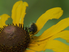 Acmaeodera