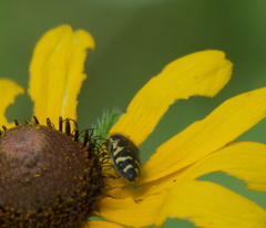 Acmaeodera