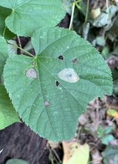 Phyllonorycter tiliacella