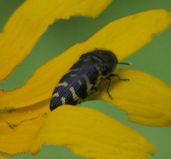 Acmaeodera