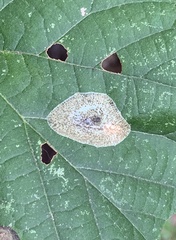 Phyllonorycter tiliacella