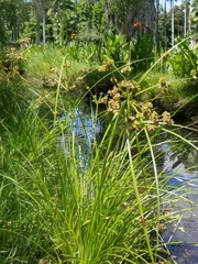 Cyperus difformis