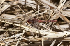 Diplacodes bipunctata