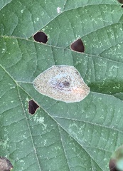 Phyllonorycter tiliacella