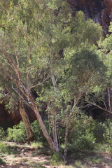 Eucalyptus camaldulensis arida