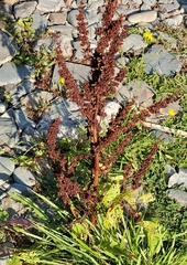 Rumex longifolius