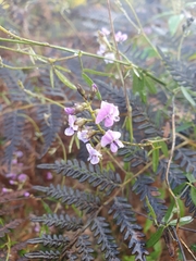 Glycine clandestina