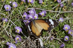 Danaus petilia