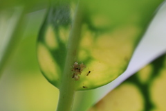 Phenacoccus solenopsis