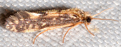Agraylea multipunctata