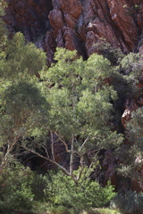 Eucalyptus camaldulensis arida