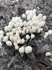 Coprinellus disseminatus