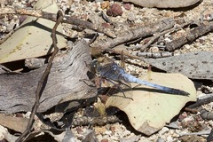 Orthetrum caledonicum