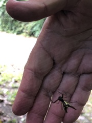Micrathena