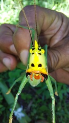 Oxyprora surinamensis