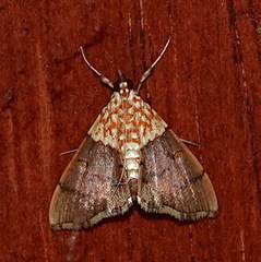 Agrotera basinotata