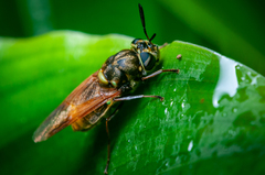 Hoplitimyia mutabilis