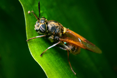 Hoplitimyia mutabilis