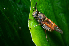 Hoplitimyia mutabilis