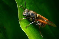 Hoplitimyia mutabilis