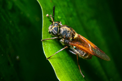 Hoplitimyia mutabilis