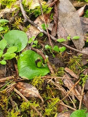 Corybas