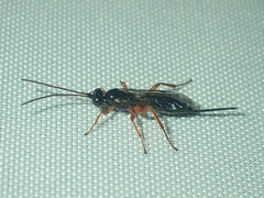 Ichneumonidae