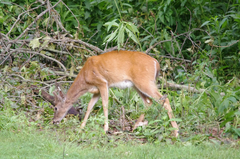 Odocoileus virginianus virginianus