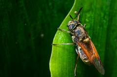 Hoplitimyia mutabilis