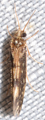 Agraylea multipunctata