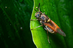 Hoplitimyia mutabilis