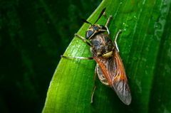 Hoplitimyia mutabilis