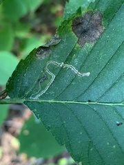 Stigmella apicialbella
