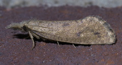 Acrolophus mortipennella