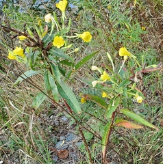 Oenothera parviflora