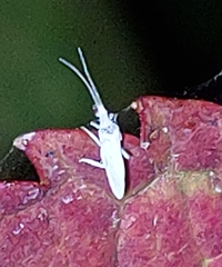 Coniopterygidae