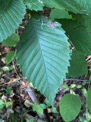 Stigmella apicialbella